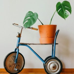 Green Plant