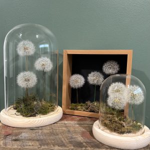 3 Wishes