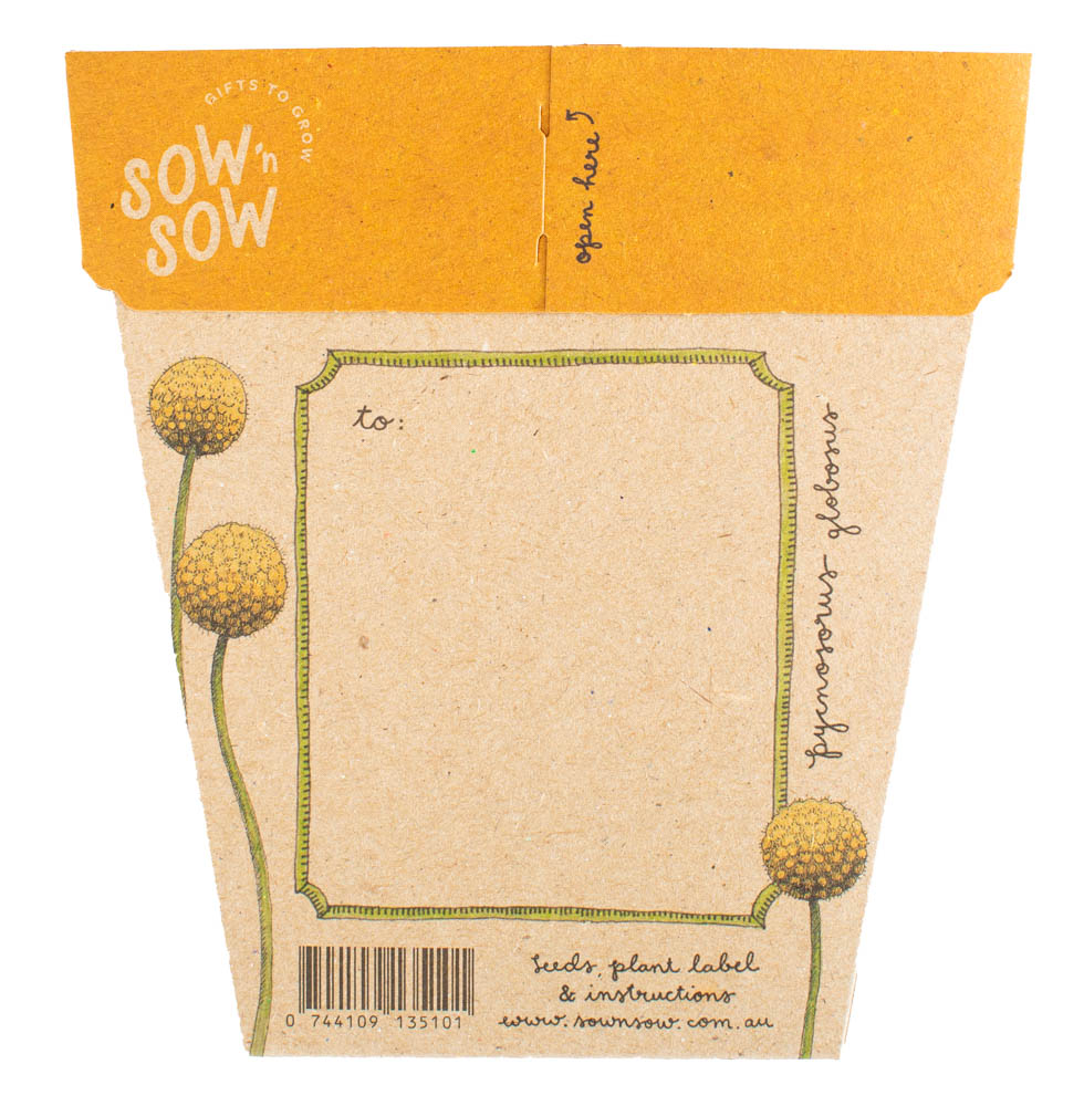 Gift of Seeds - Billy Buttons - Image 2