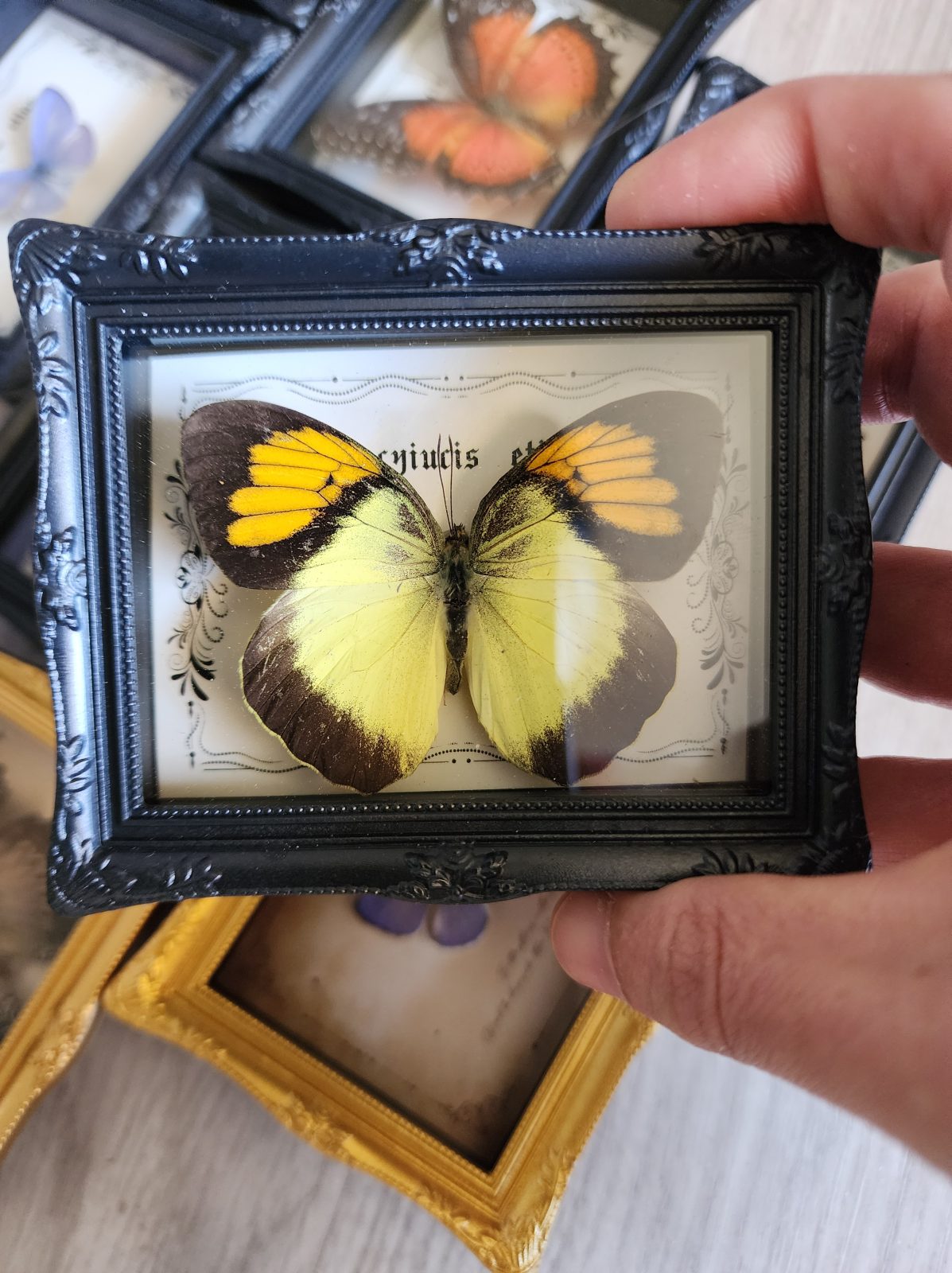 Fridge Magnet Framed Butterfly - Image 4