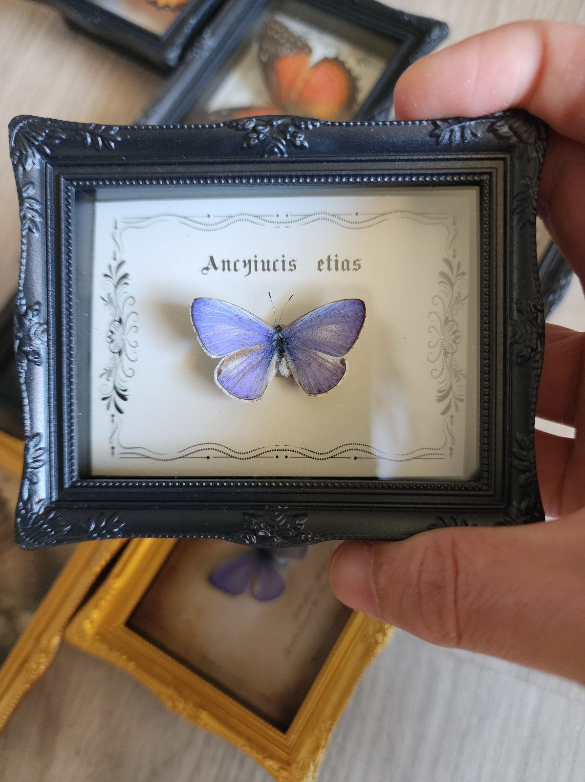 Fridge Magnet Framed Butterfly - Image 3