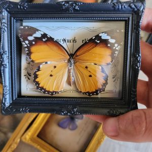 Preserved butterfly in a vintage vibe small frame fridge magnet.