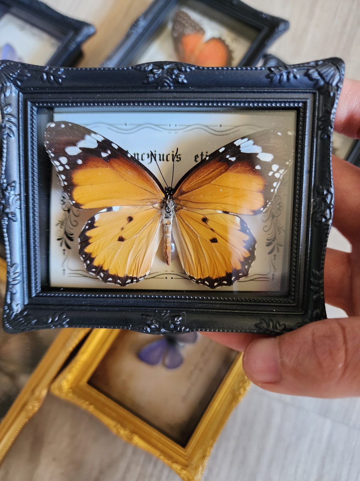 Preserved butterfly in a vintage vibe small frame fridge magnet.