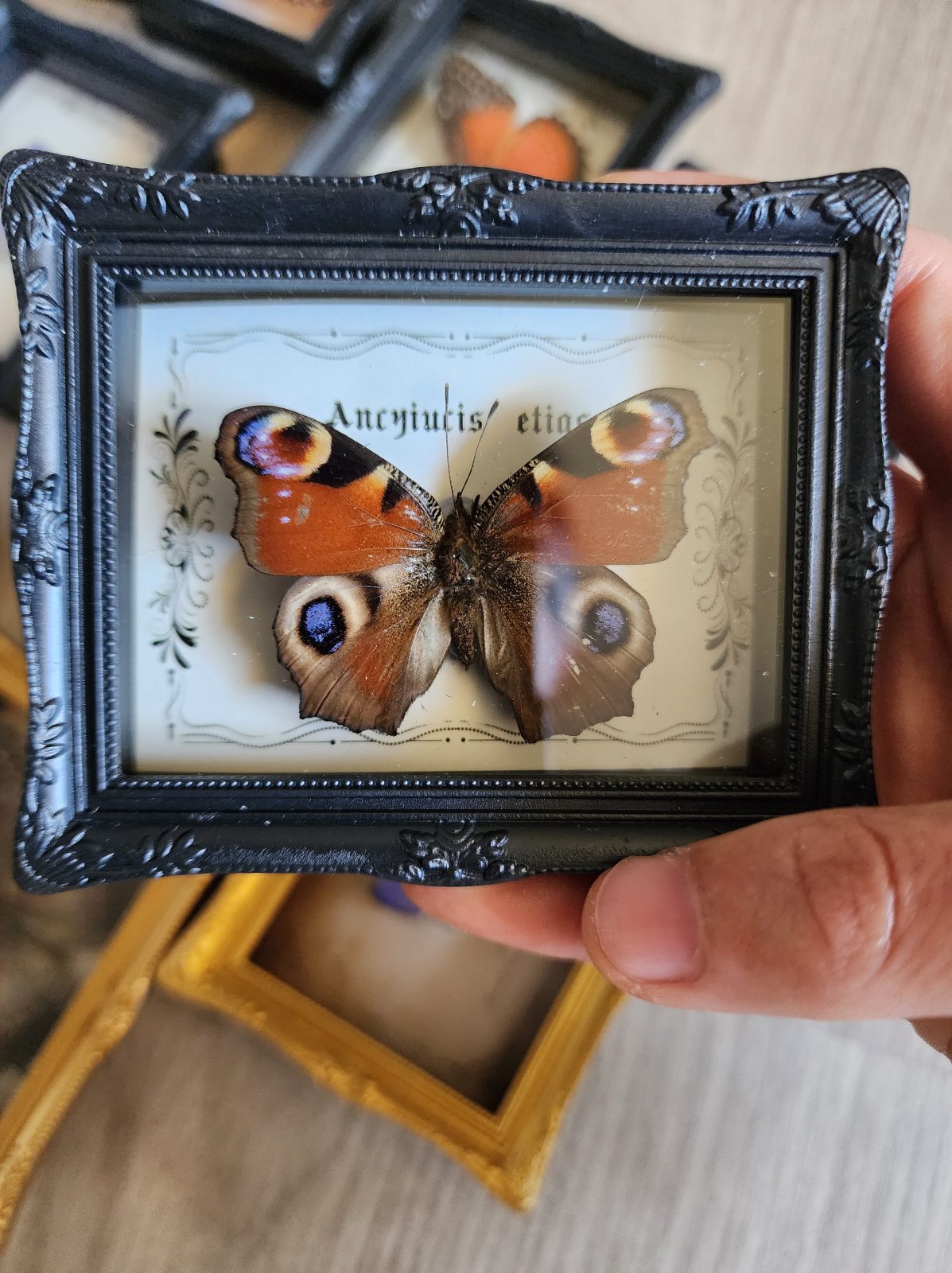 Fridge Magnet Framed Butterfly - Image 2