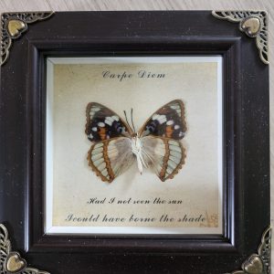 Steampunk Framed Butterfly-White-banded Commodore