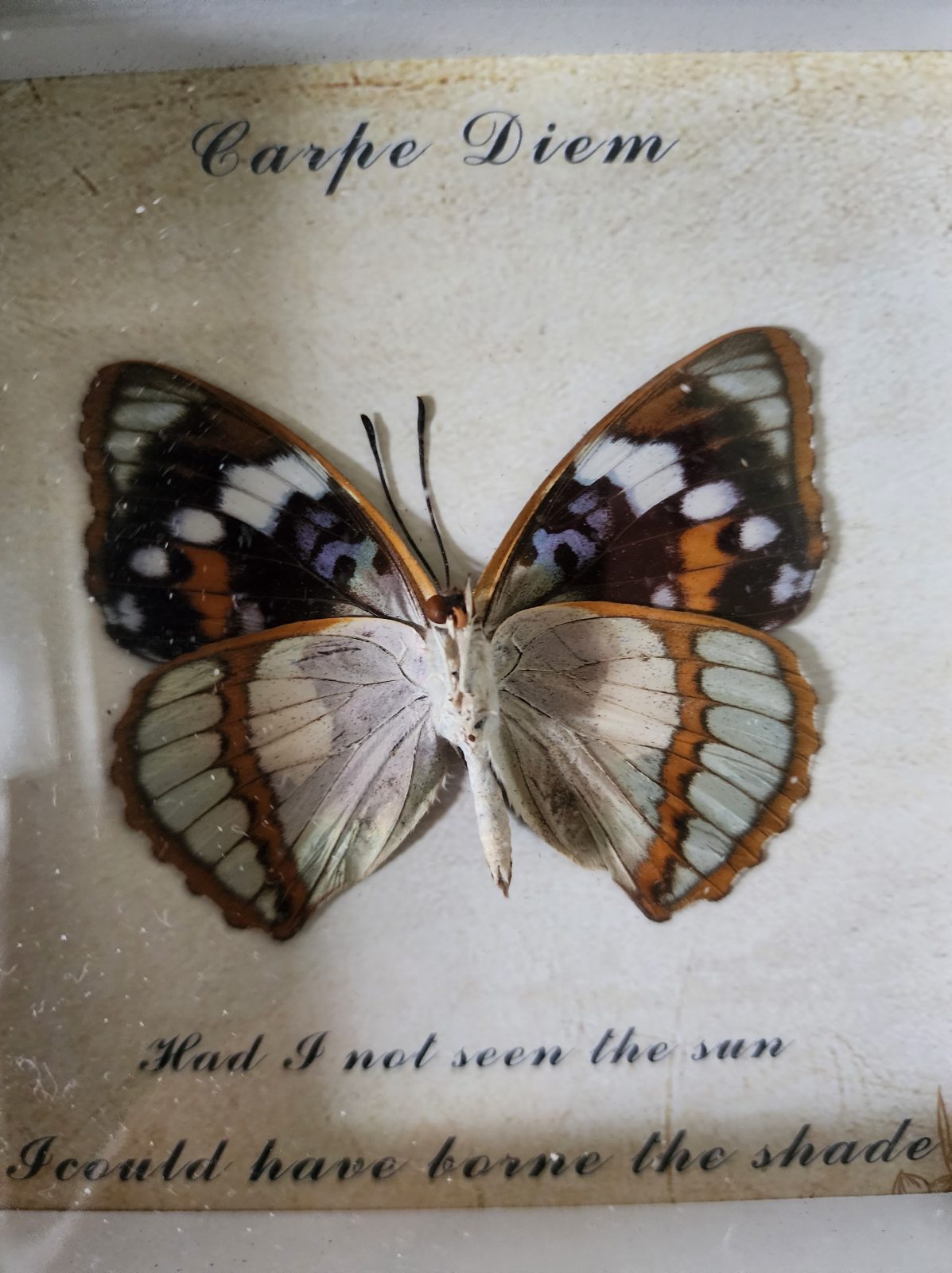 Steampunk Framed Butterfly-White-banded Commodore - Image 3
