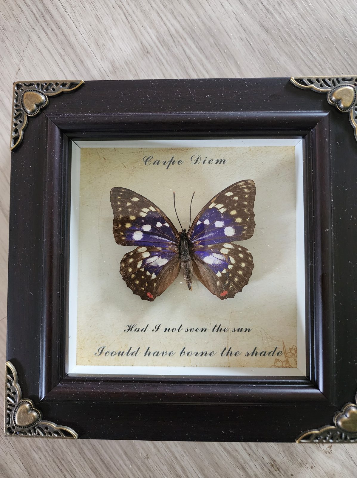 Mystery Steampunk Framed Butterfly - Image 11