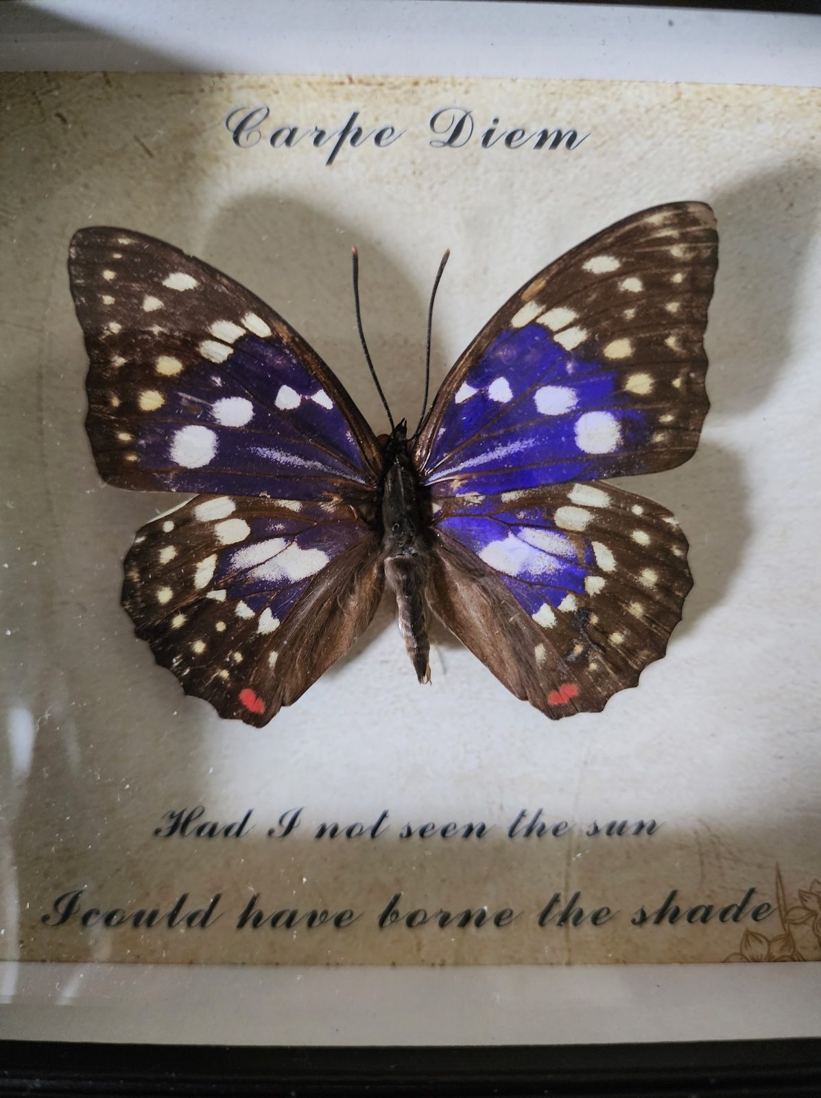 Steampunk Framed Butterfly-Great Purple Emperor - Image 3