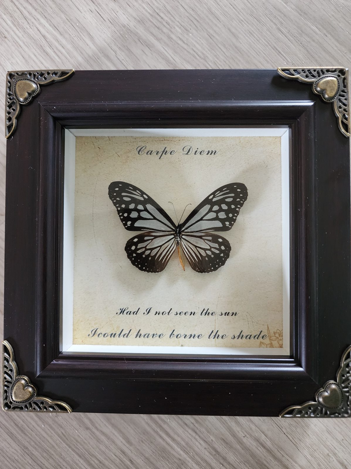 Steampunk Framed Butterfly-Glassy Tiger