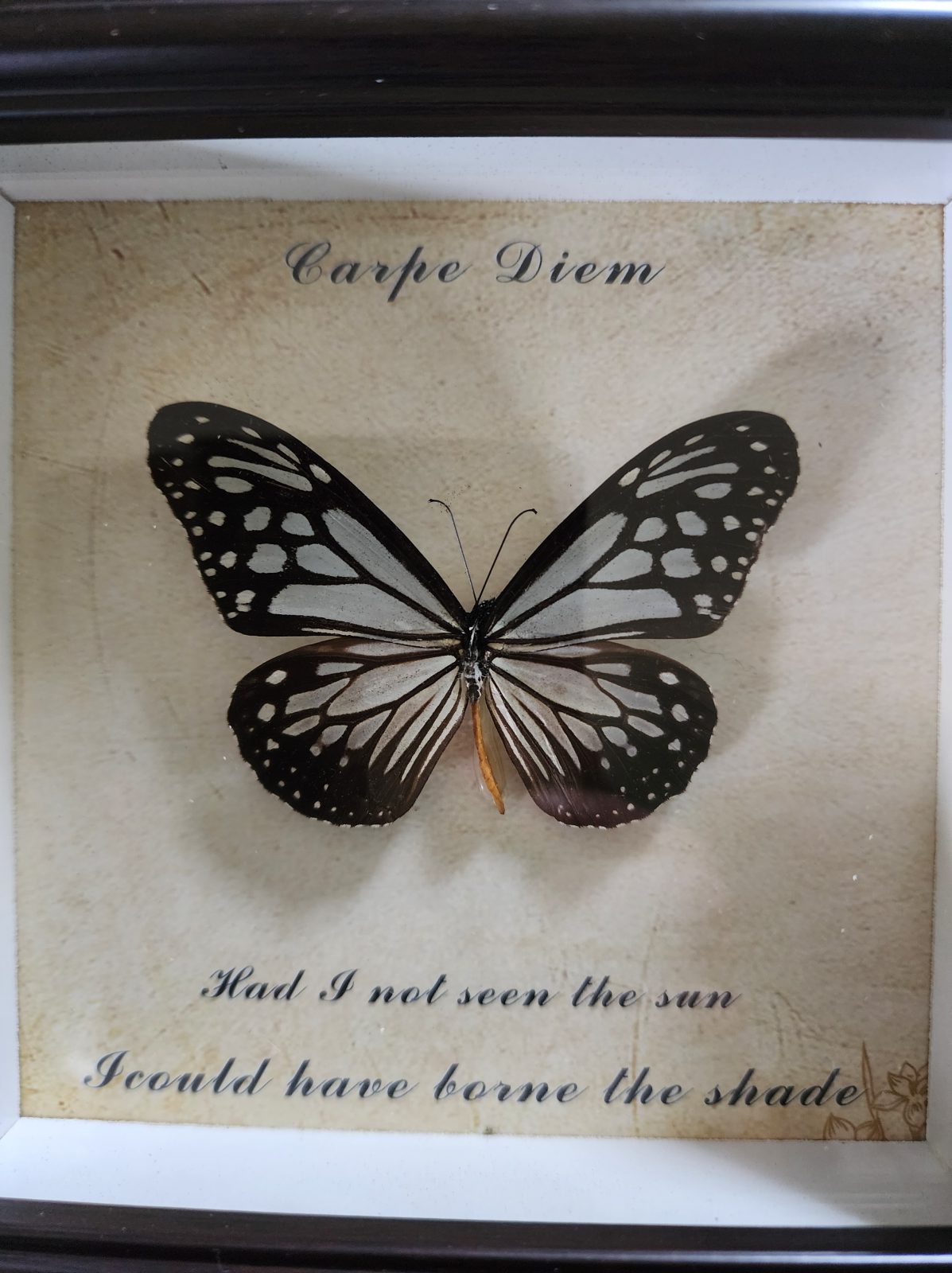 Steampunk Framed Butterfly-Glassy Tiger - Image 2