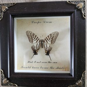 Steampunk Framed Butterfly-Zebra Swallowtail