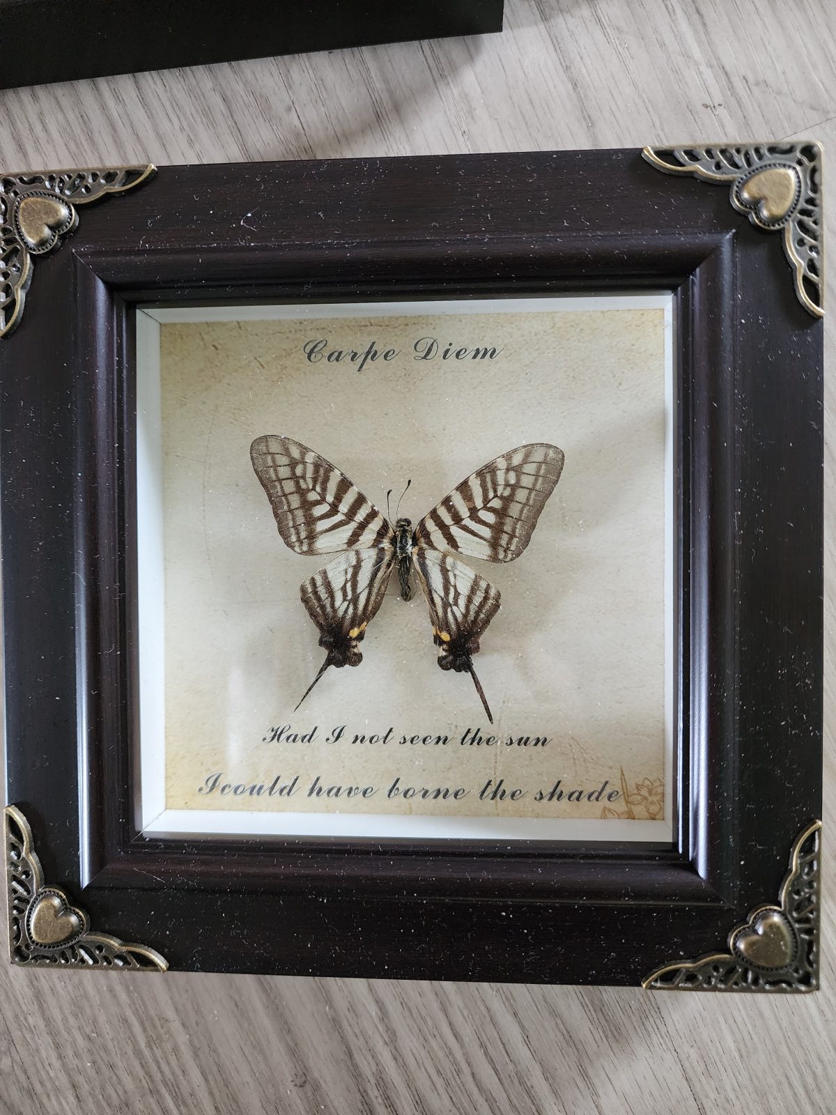 Steampunk Framed Butterfly-Zebra Swallowtail