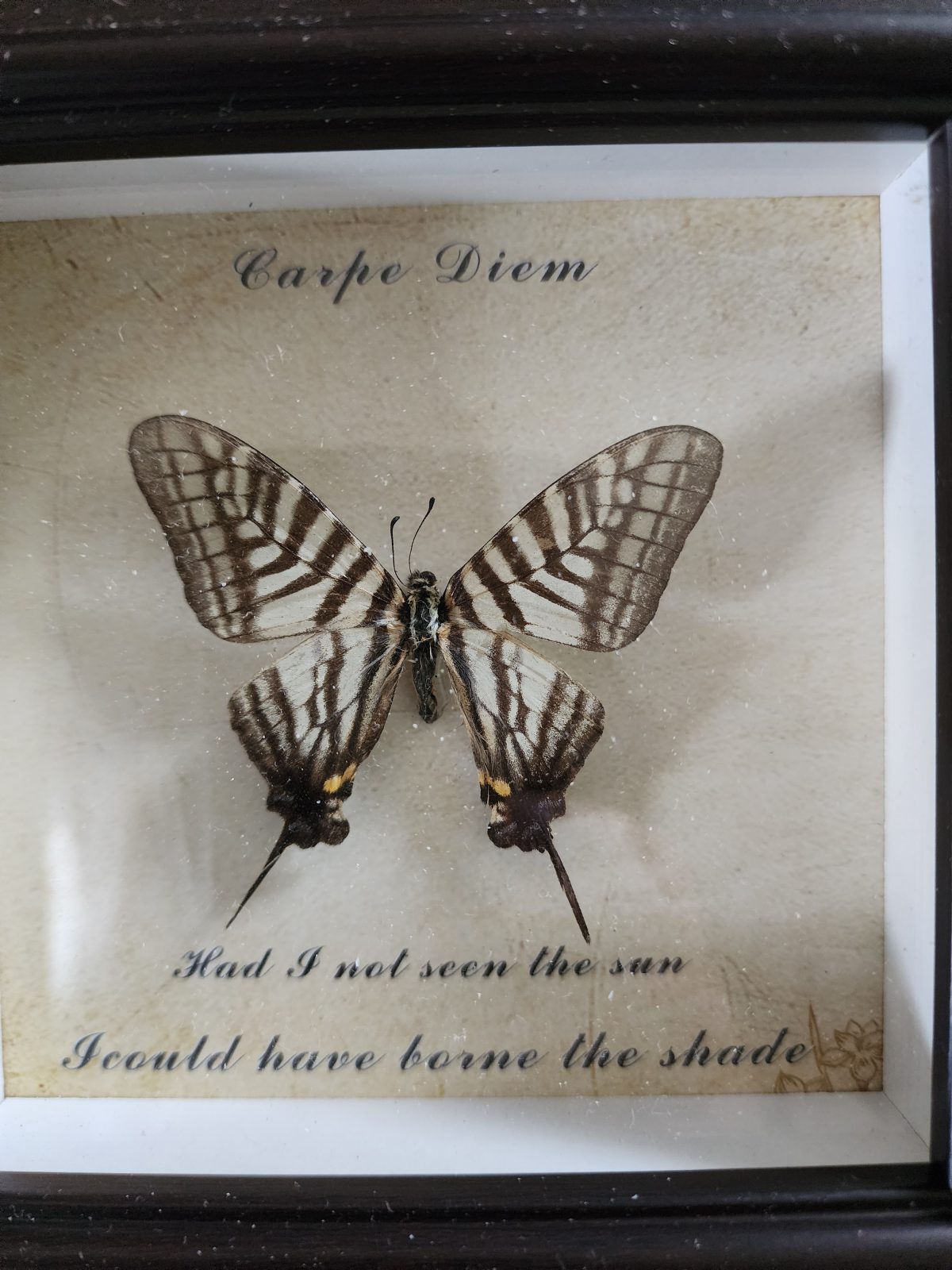 Steampunk Framed Butterfly-Zebra Swallowtail - Image 2