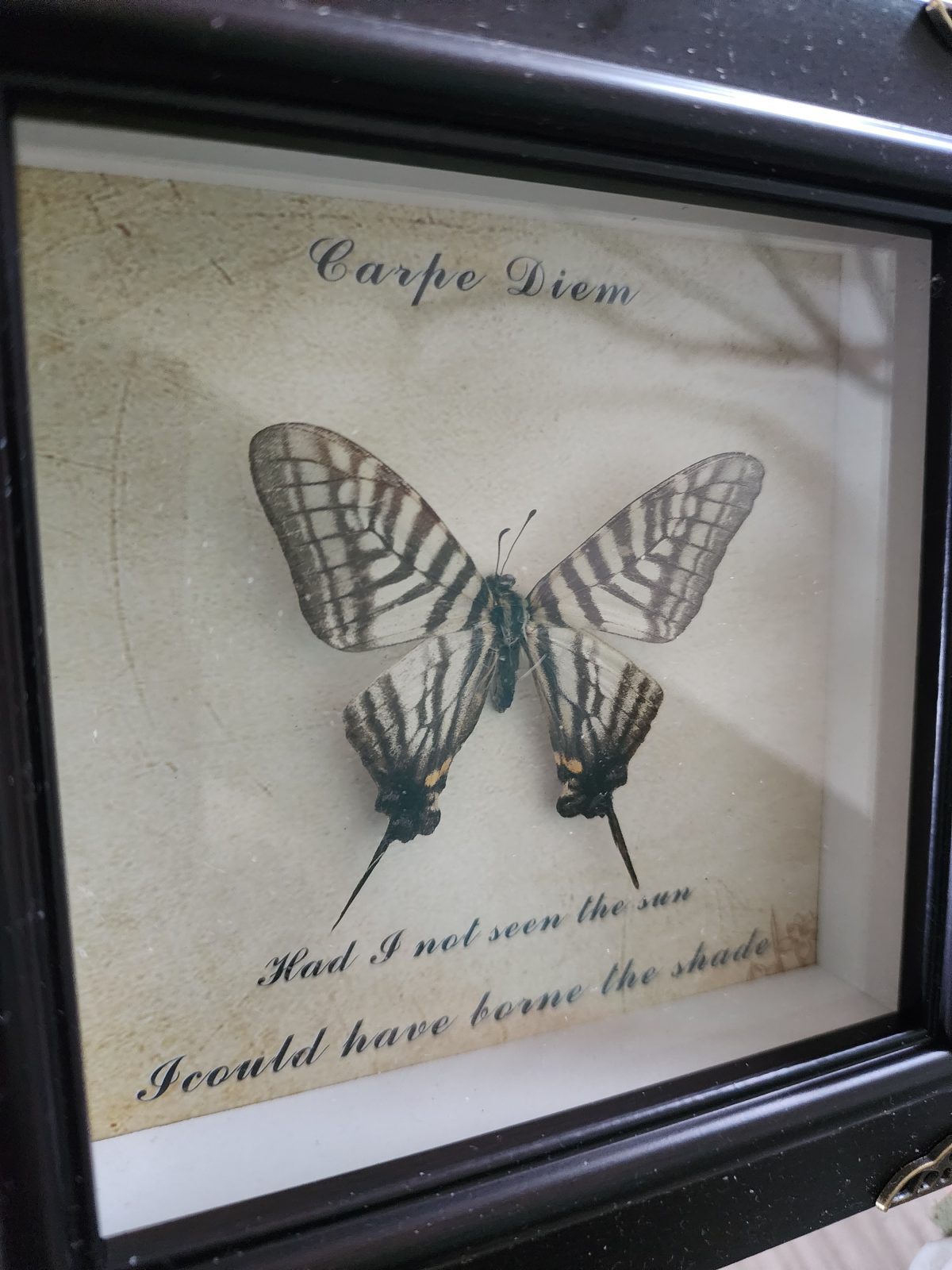 Steampunk Framed Butterfly-Zebra Swallowtail - Image 3