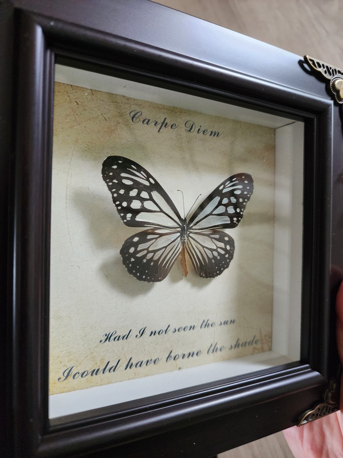 Steampunk Framed Butterfly-Glassy Tiger - Image 3