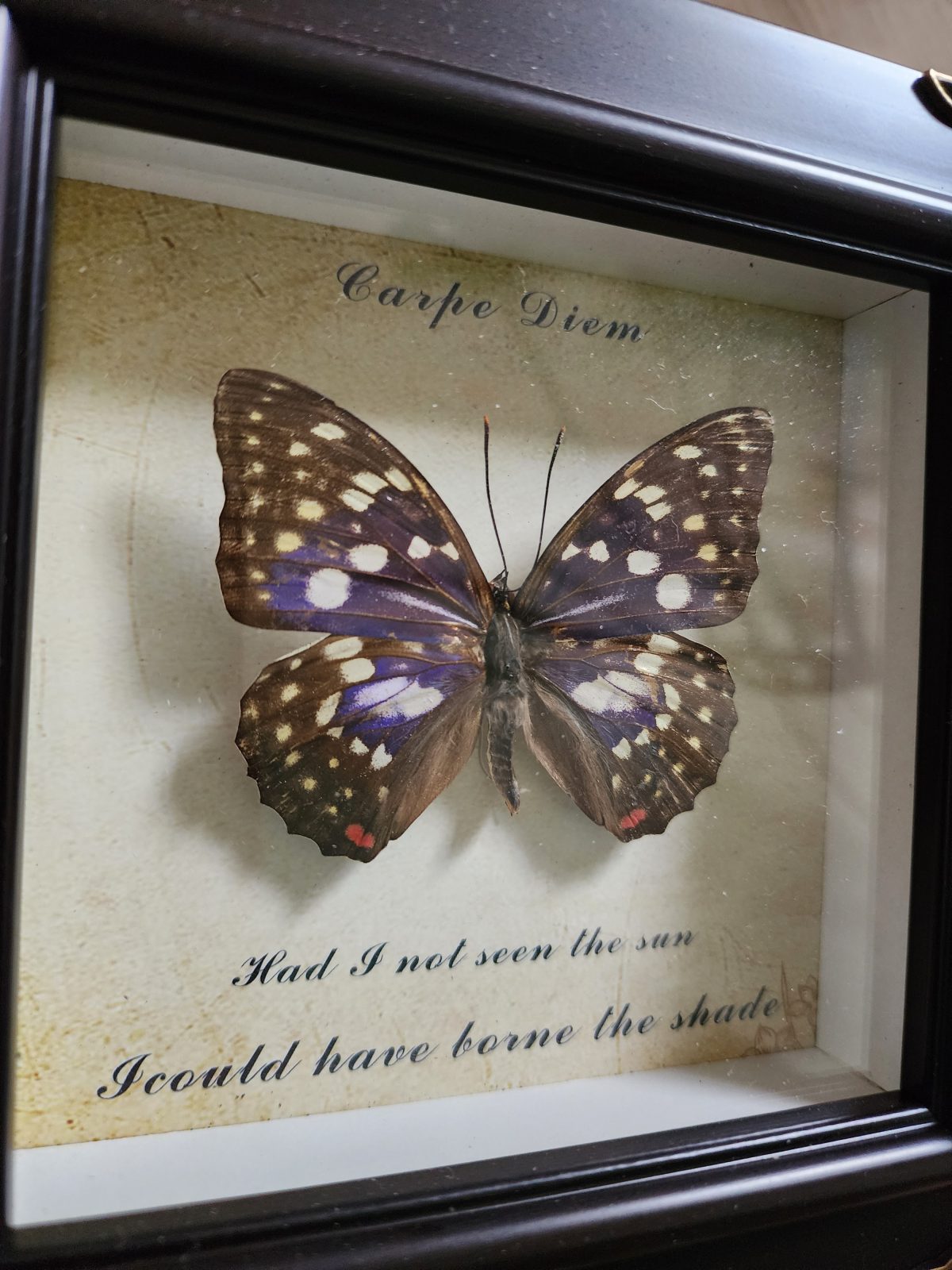 Steampunk Framed Butterfly-Great Purple Emperor - Image 2