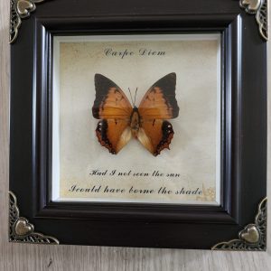 Steampunk Framed Butterfly-Common Cruiser