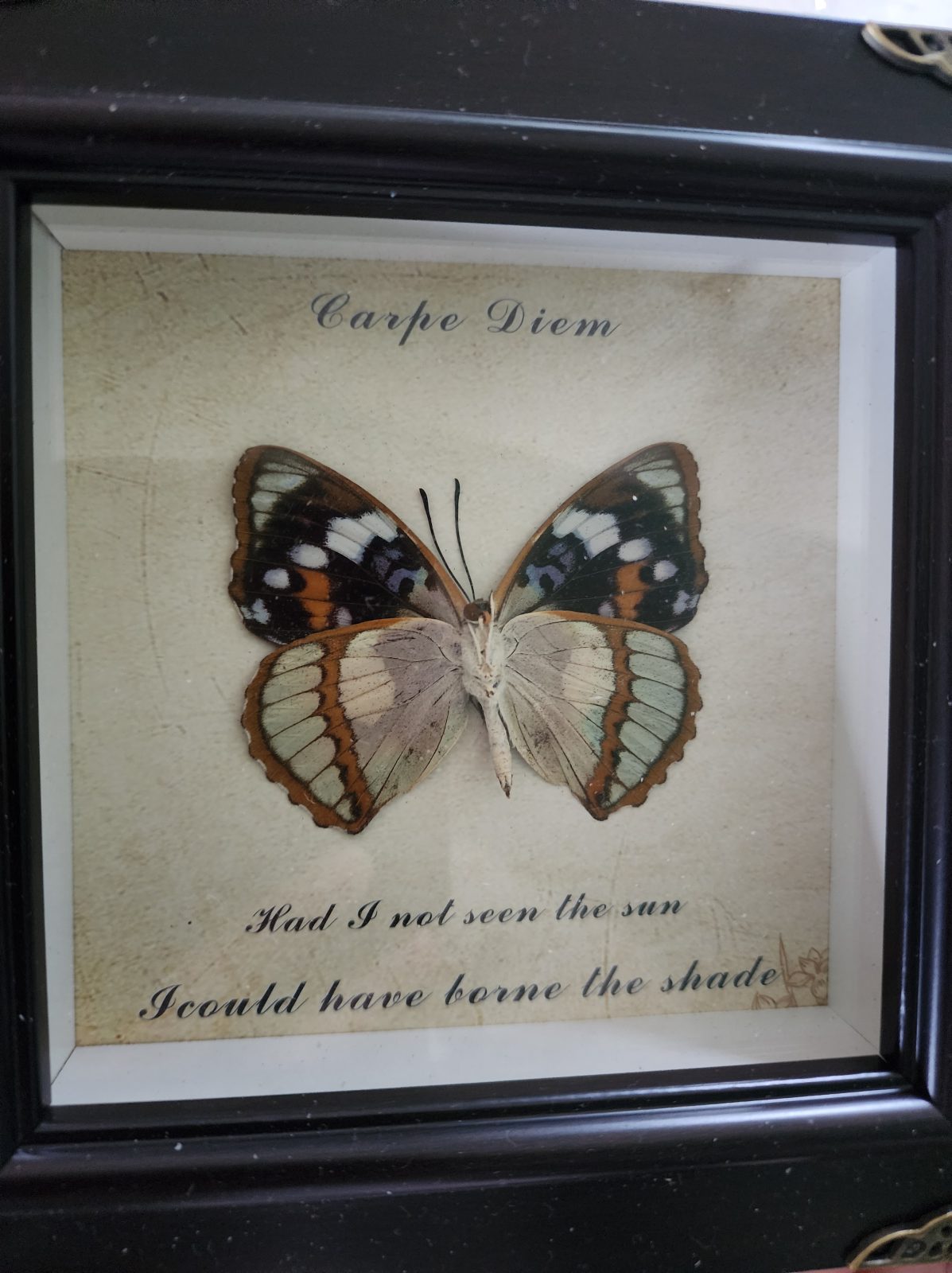 Steampunk Framed Butterfly-White-banded Commodore - Image 2