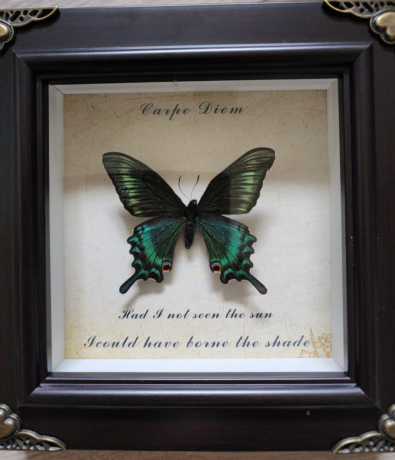 Mystery Steampunk Framed Butterfly - Image 9