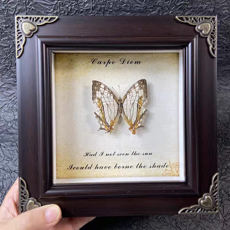 Mystery Steampunk Framed Butterfly - Image 4