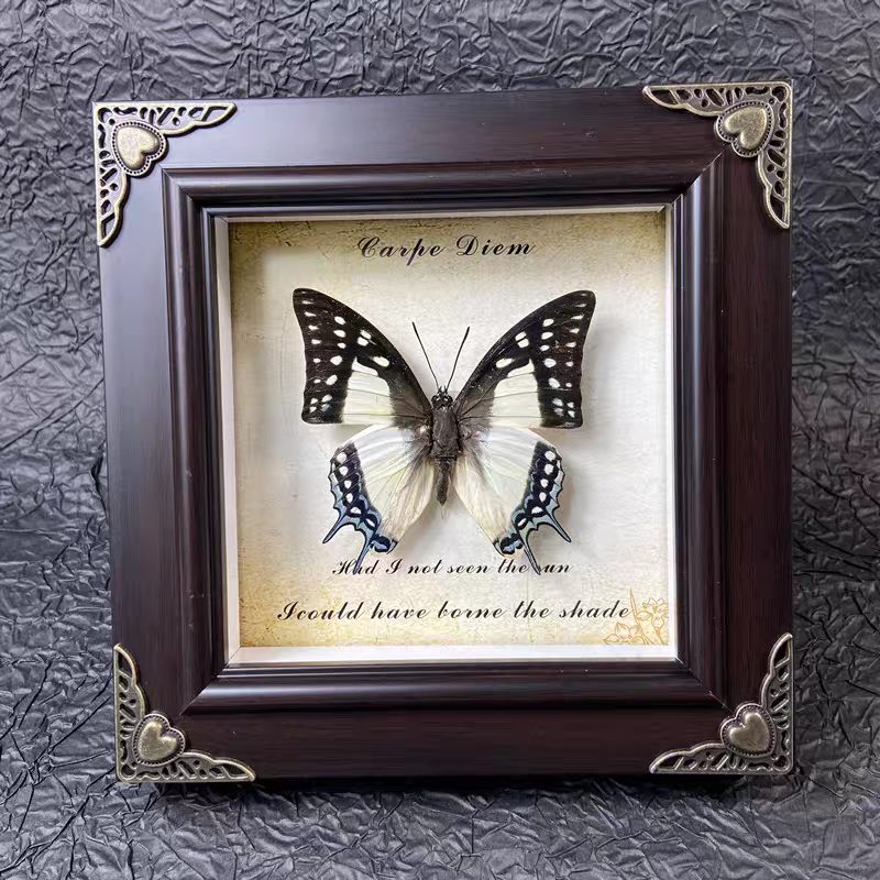 Mystery Steampunk Framed Butterfly - Image 6