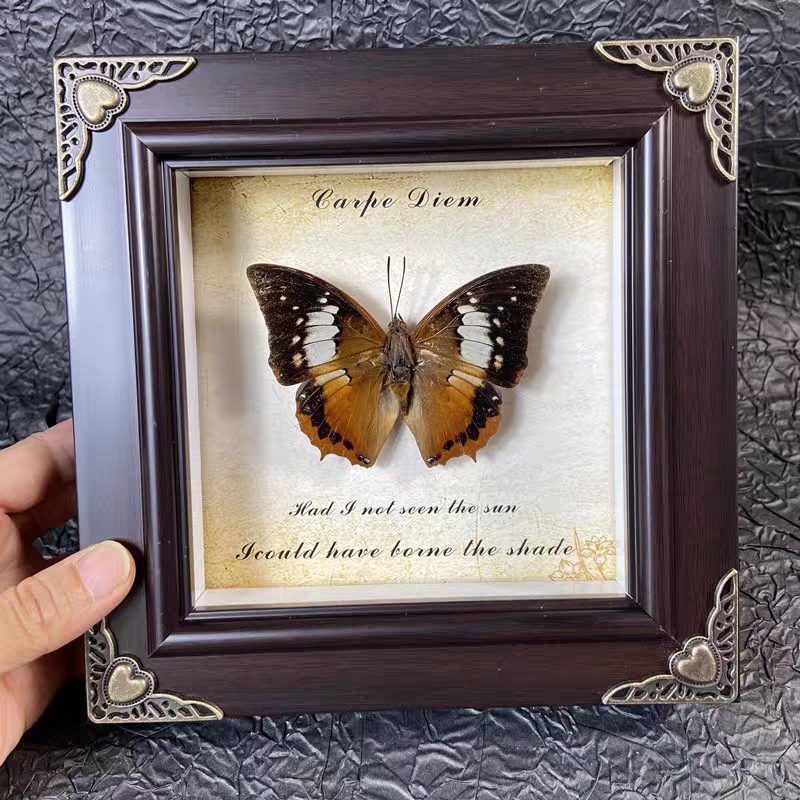 Mystery Steampunk Framed Butterfly - Image 7