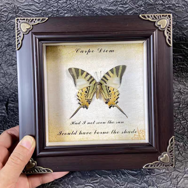 Mystery Steampunk Framed Butterfly - Image 8