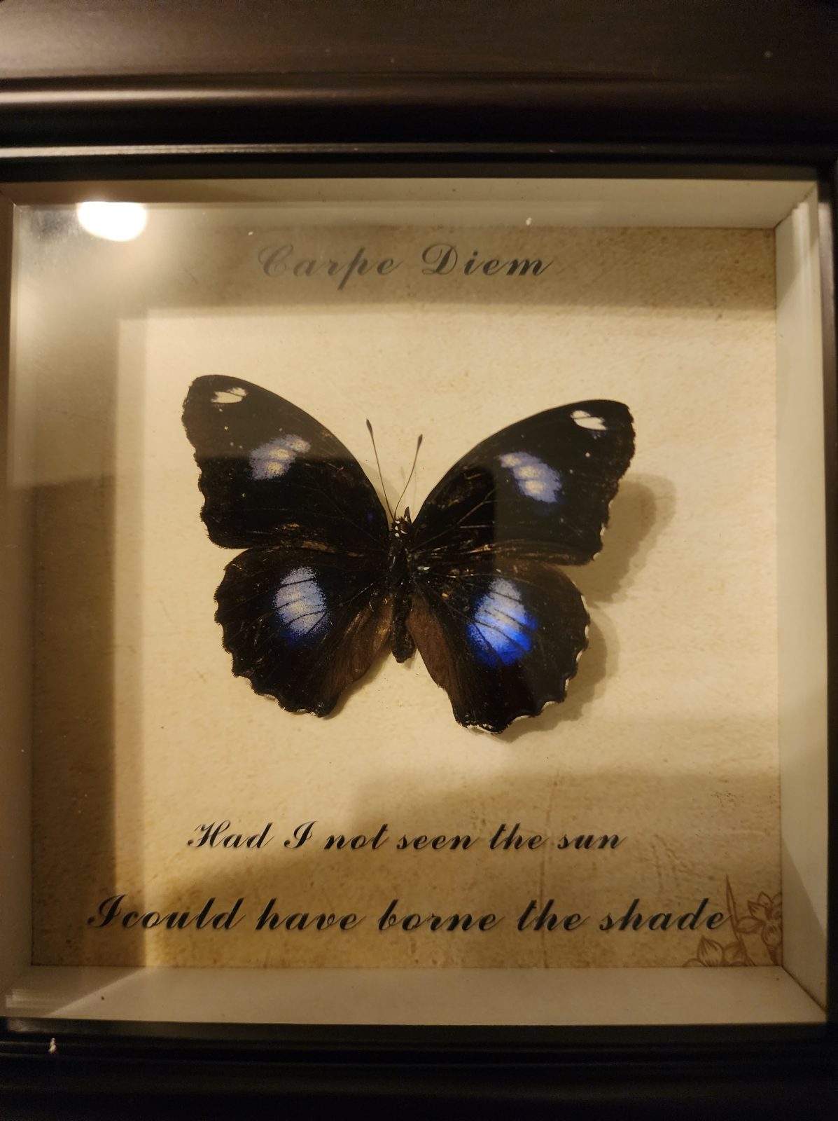 Steampunk Framed Butterfly-Blue Moon - Image 2