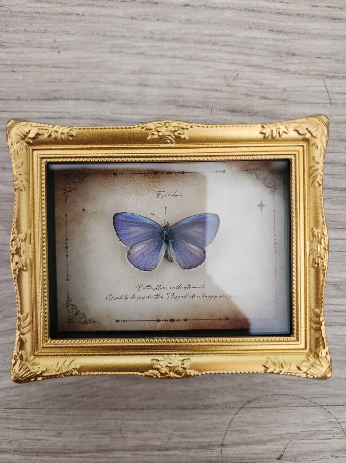 Fridge Magnet Framed Butterfly - Image 10