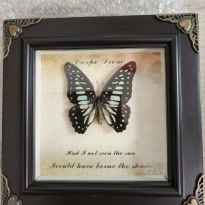 Steampunk Framed Butterfly- Veined Jay