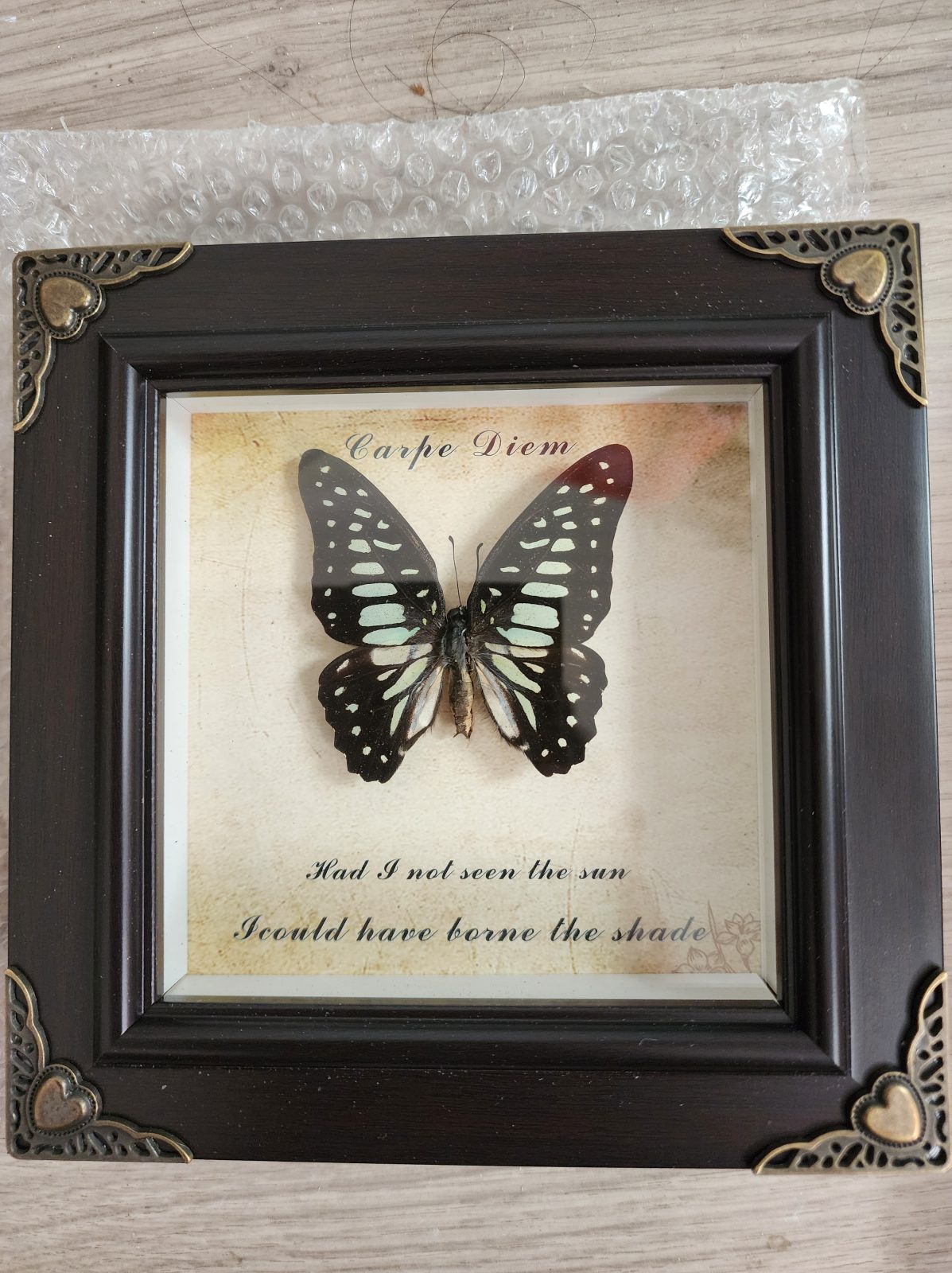 Steampunk Framed Butterfly- Veined Jay