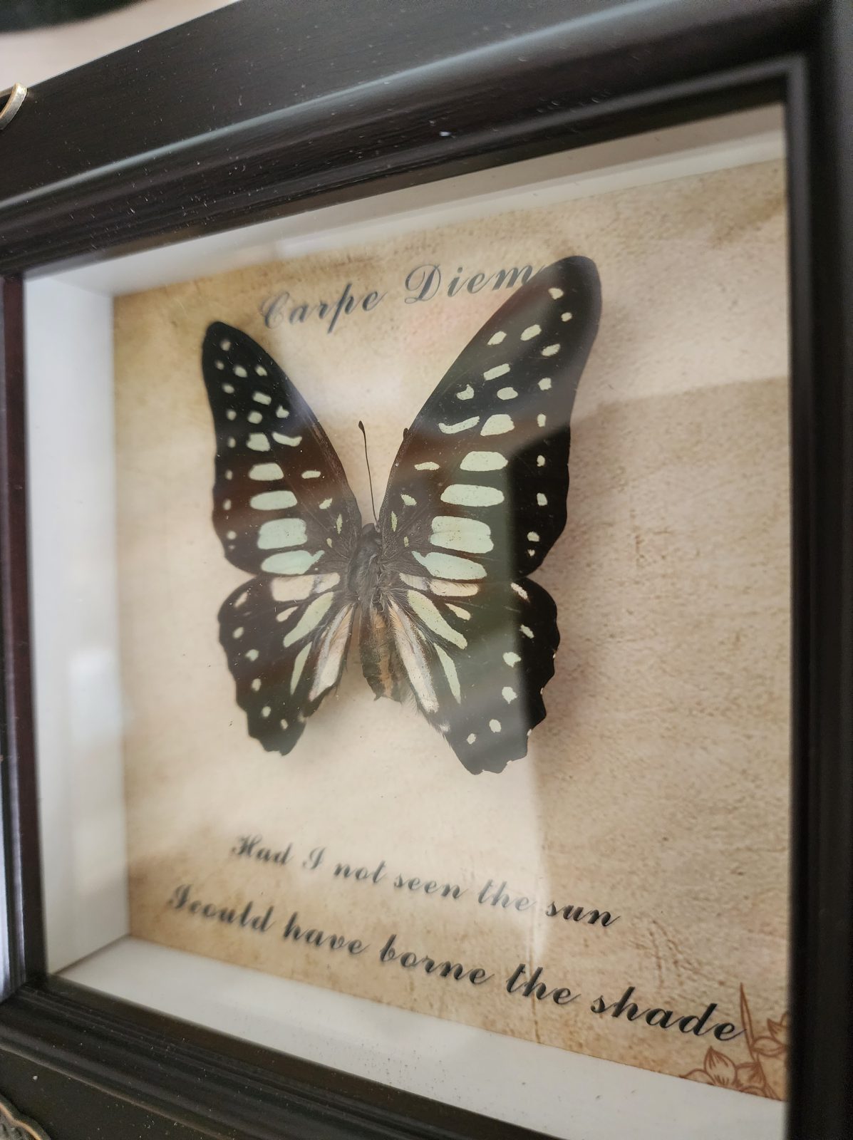 Steampunk Framed Butterfly- Veined Jay - Image 3