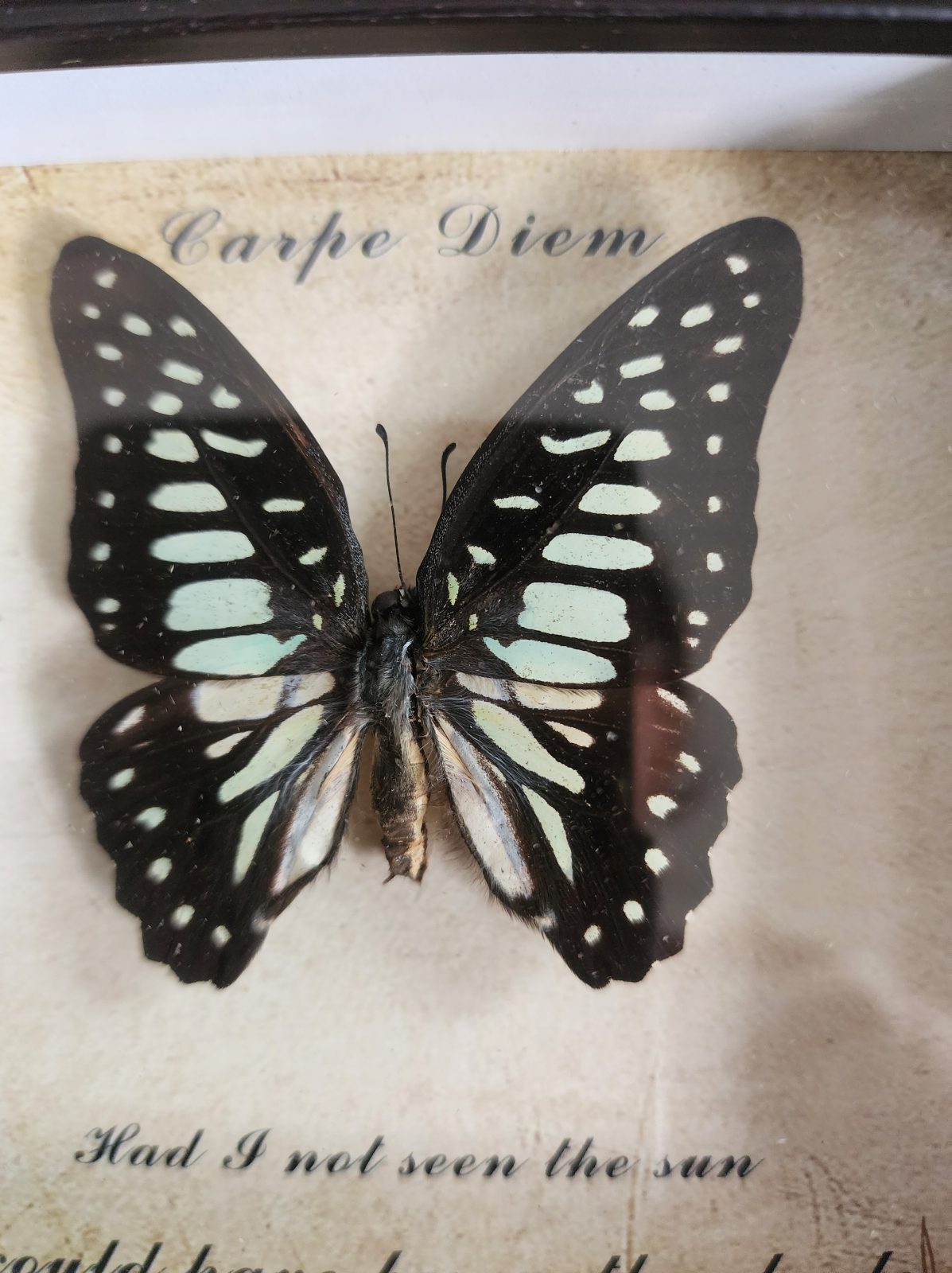 Steampunk Framed Butterfly- Veined Jay - Image 2