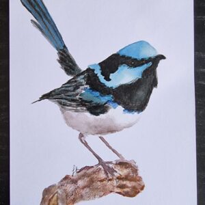 Blue Wren A5 Watercolour Print