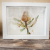 Framed Painting Hooker Banksia Jodie Westall Artist