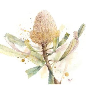 Watercolour Painting Hooker Banksia Jodie Westall Artist
