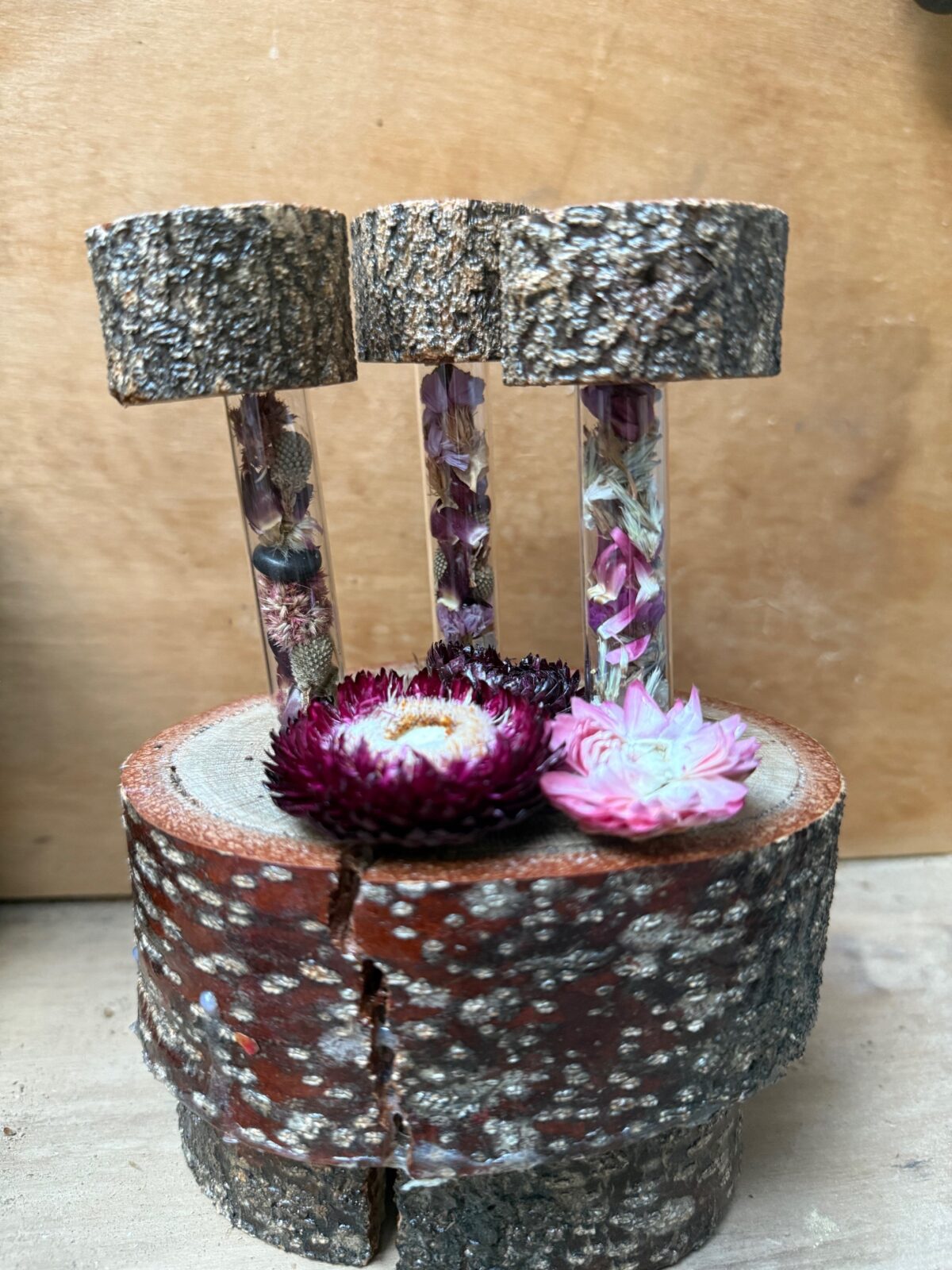 Banksia Base - 3 Dried Flowers Vials
