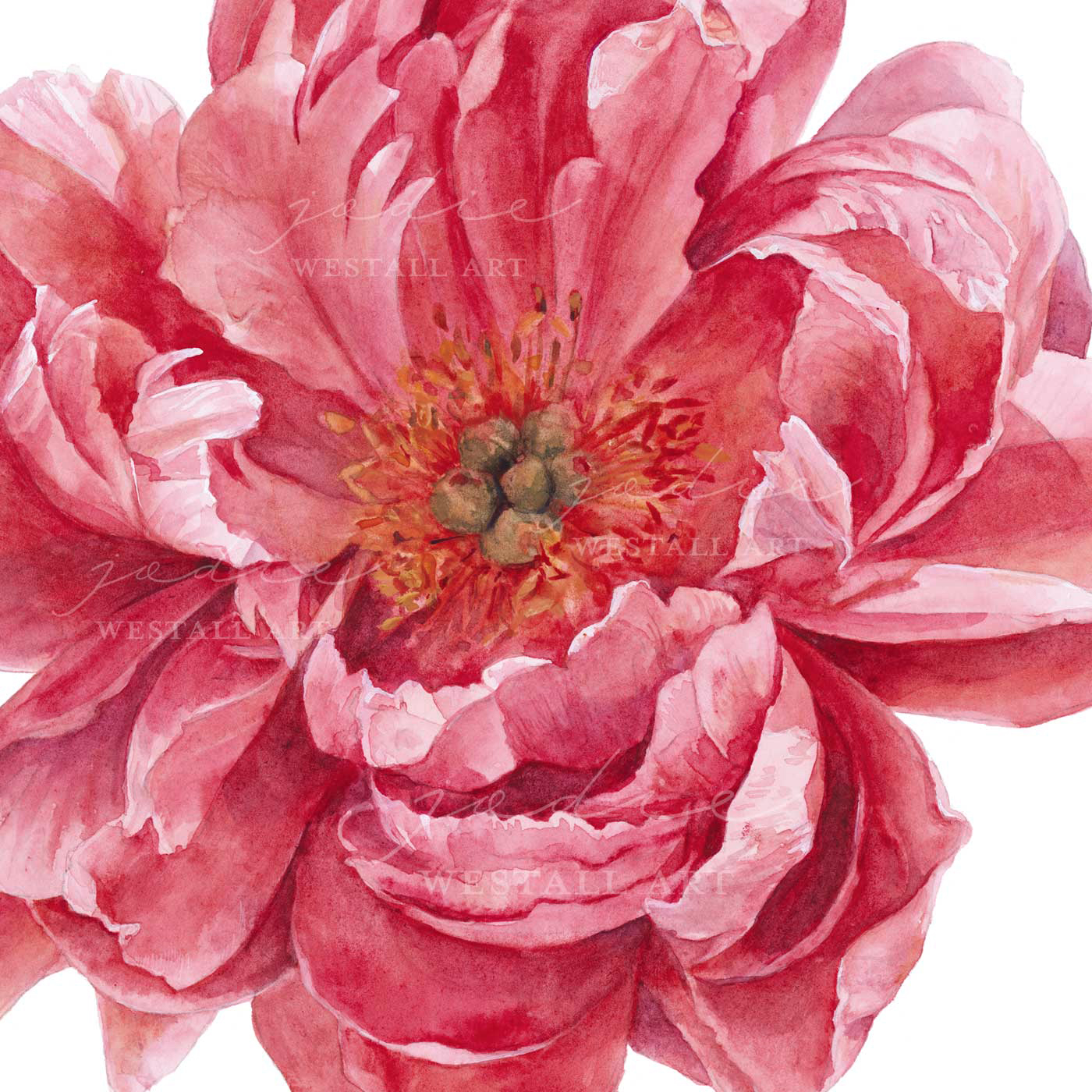 Coral Colour Peony Flower Painting by Jodie Westall