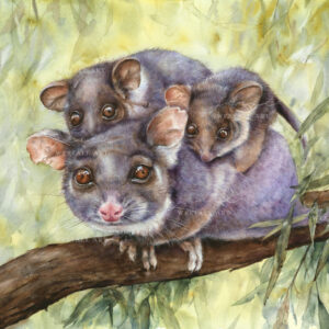 Watercolour Painting ofd Mother RingTail Possum and her babies