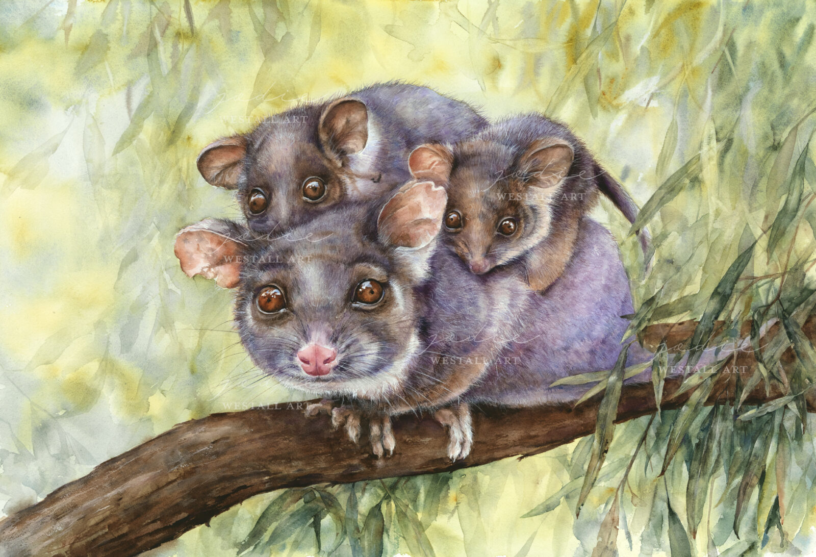 Watercolour Painting ofd Mother RingTail Possum and her babies