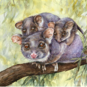 Watercolour Painting ofd Mother RingTail Possum and her babies