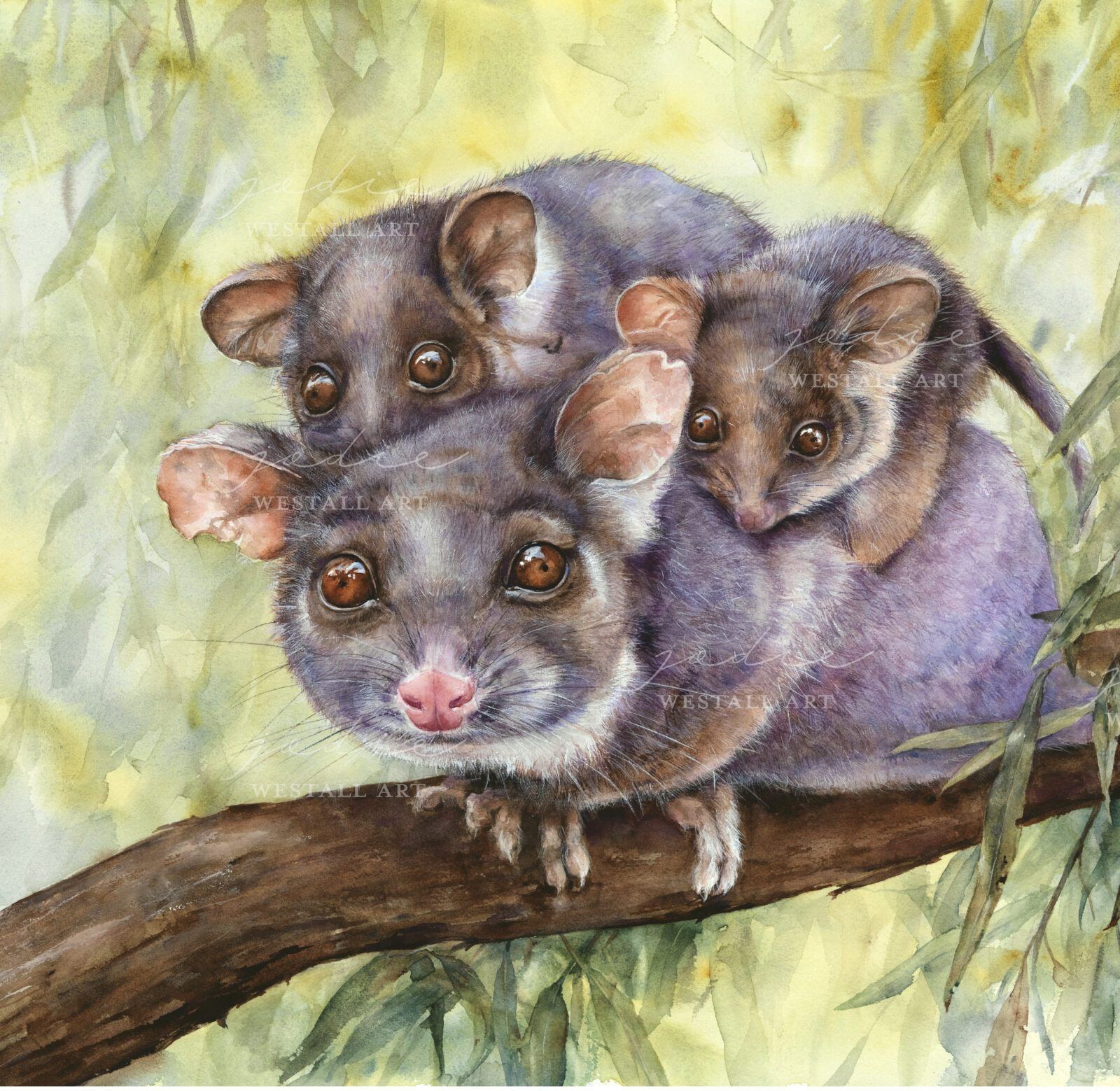 Watercolour Painting ofd Mother RingTail Possum and her babies