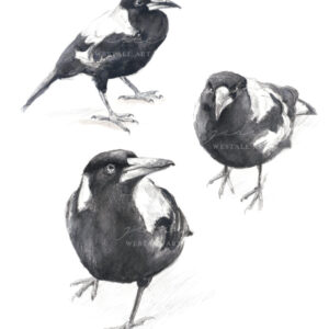 Magpie Sketch design By jodie westall Art