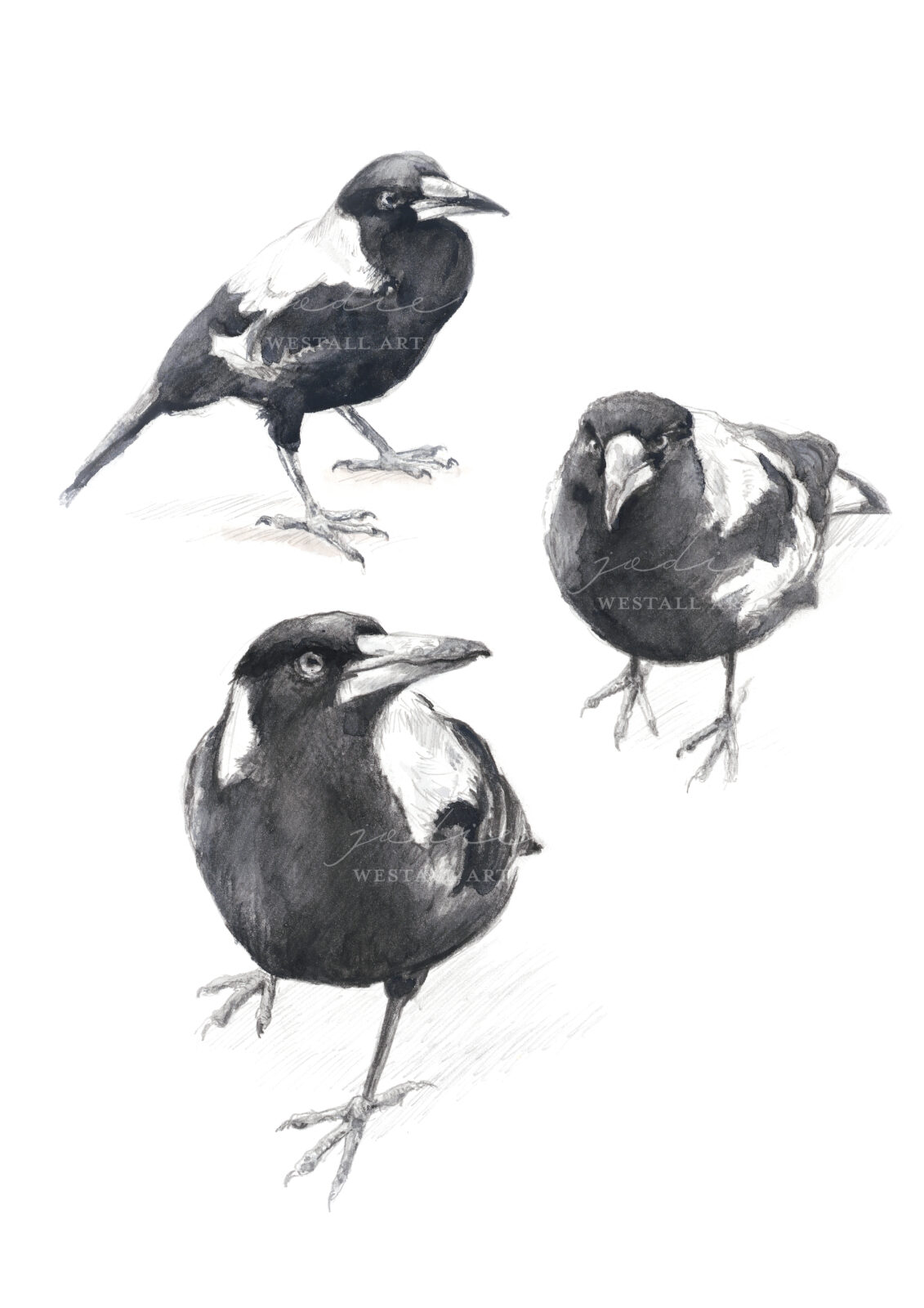 Magpie Sketch design By jodie westall Art