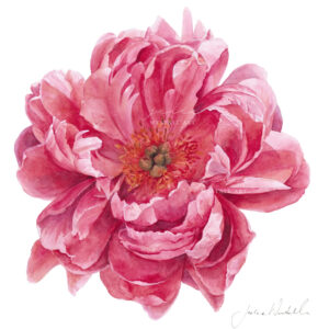 Coral Colour Peony Flower Painting by Jodie Westall