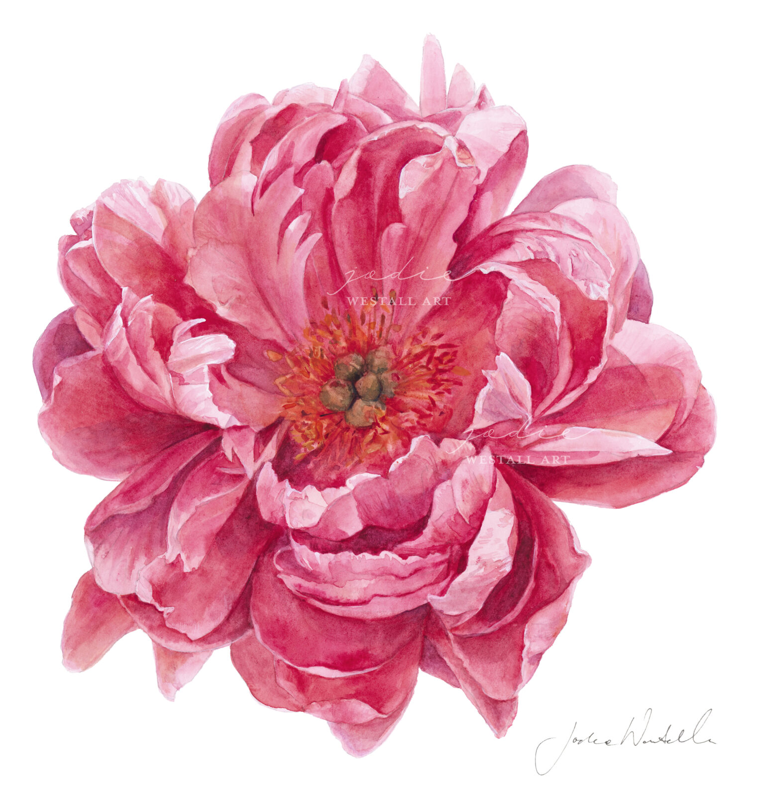 Coral Colour Peony Flower Painting by Jodie Westall