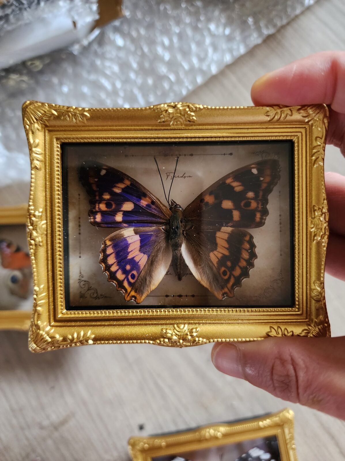 Fridge Magnet Framed Butterfly - Image 12