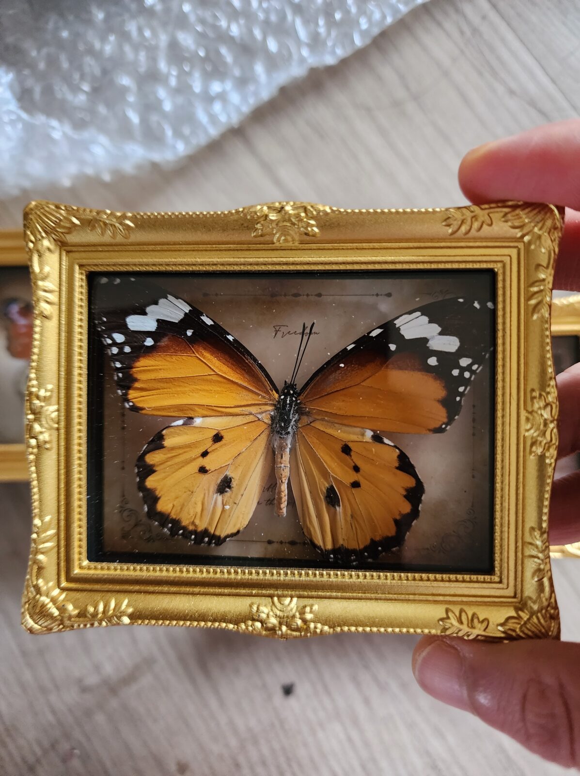 Fridge Magnet Framed Butterfly - Image 13