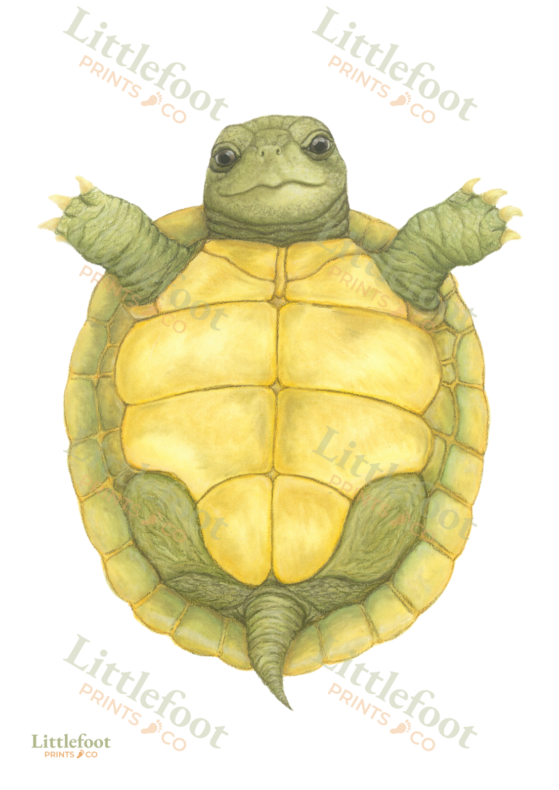 Hand Drawn Tortoise Print - Add Your baby's Footprints - Image 3
