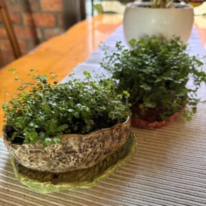 Plant Pottery
